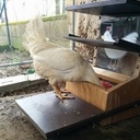 Mangeoire à poule anti-nuisible