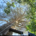 Petit projet d'été: cabane dans les arbres