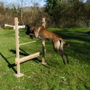 Obstacle pour toutou sportif !