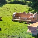 Un abies de 180 ans, destiné au feu. Selon vous, sauvetage réussi ?