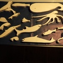 Sedici Pesci / 16 poissons