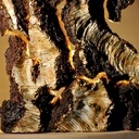 Lampe en écorce de chêne