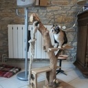 Arbre à chat original!