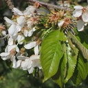 Les fleurs d'un Bigarreau