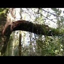 Un petit tour en forêt !