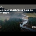 Théo, le cueilleur d'arbres à bois de résonance !