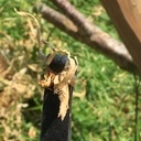 Forger ses Outils pour le bois vert