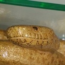 Dessous de plat sauvage