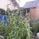 Petite cabane de jardin (comme une grande!)
