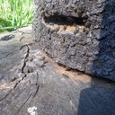 Ruche tronc Suite ...