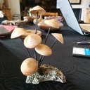 Champignons non comestibles