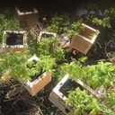 Boîte marcottage aérien