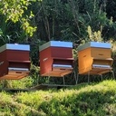 Ruche Dadant 10 cadres (et son caisson isolant)