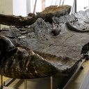 Des bateaux en bois vieux de plus de 7000 ans