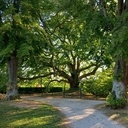 Arbre remarquable.