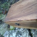 Bois échaudé avec l effet "aile de libellule"