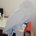 Hedwige chantournage