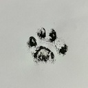 Portrait de chat chantourner