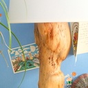 Quelques pieds de lampe