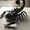 Scorpion