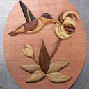 Le colibri en action