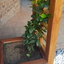 Gloriette pergolas à fleur