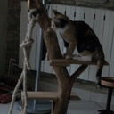 Arbre à chat original!