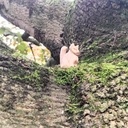 Deux petits félins en bois !