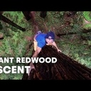 Chris Sharma grimpe un séquoia géant !