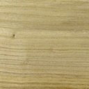 paulownia de fil