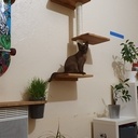 Parkour chat - chêne