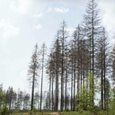 Climat : «La forêt française dépérit, il faut l’aider à s’adapter»