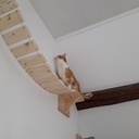Parcours pour chat