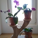 Petit présentoir pour plantes ou autres