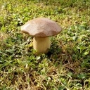Champignon