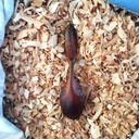 9ème cuillère de 2023 : Cuillère en pommier cuite au four.