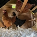 Poulailler  - 2 à 8 poules