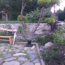 Les arbres fleuris
