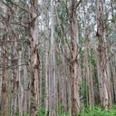 Forêt d'eucalyptus géants.