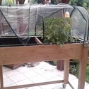 Jardiniere rehaussé d'une mini serre