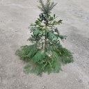 Un sapin transgénique