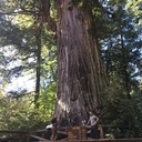 Big tree, séquoia géant de Californie