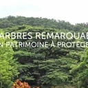 Arbres remarquables