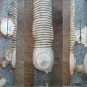 Disposition typique des noeuds sur une branche de frêne