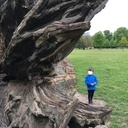 Juste une souche d'arbre...