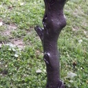 Restauration de banc