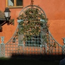 Un porte rosier en pin,......peint