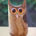 Un hibou dans l'olivier