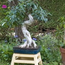 Exercice d'arêtier pour un bonsaï