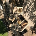 Hôtels à Insectes Caméléon